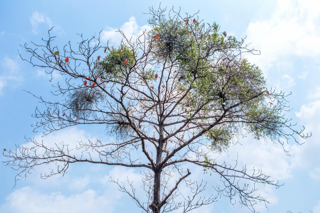 The Capital Resort @ Sukhumvit 50 Bangkok Exteriör bild Tree