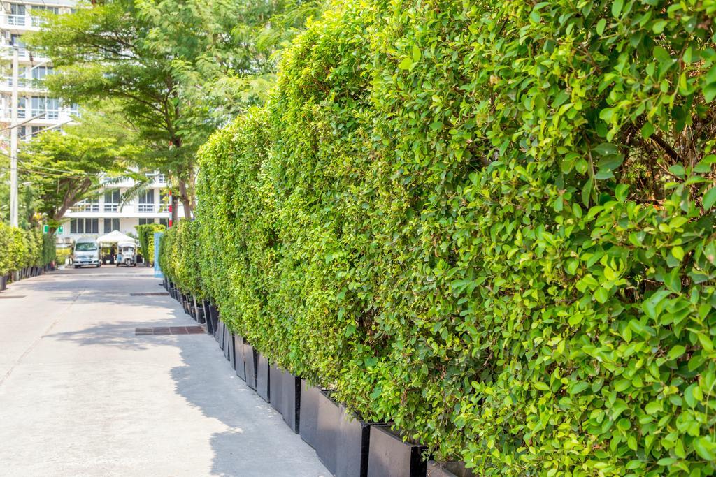 The Capital Resort @ Sukhumvit 50 Bangkok Exteriör bild A hedge